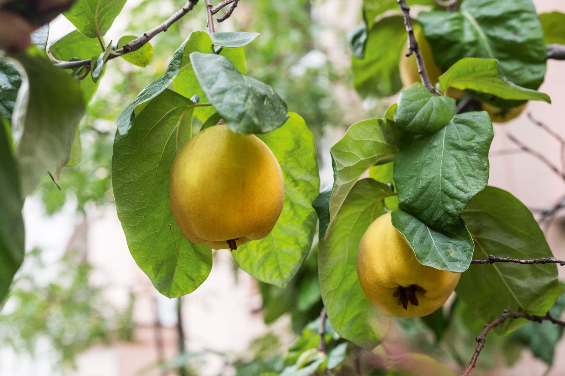 Zierapfel