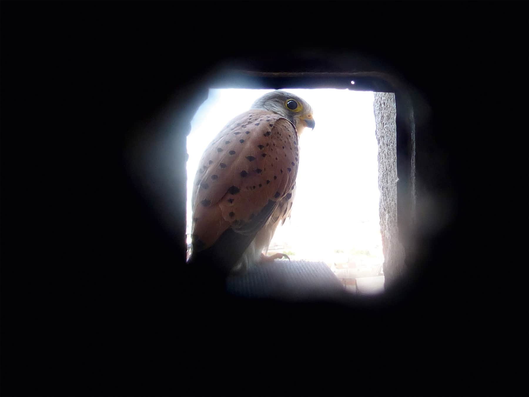 turmfalke Turmfalke